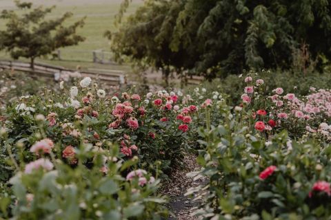 the garden