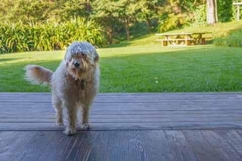 Dog friendly at Barnie's