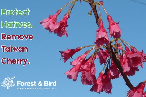 Cherry Tree Working Bee - Waiewe Street