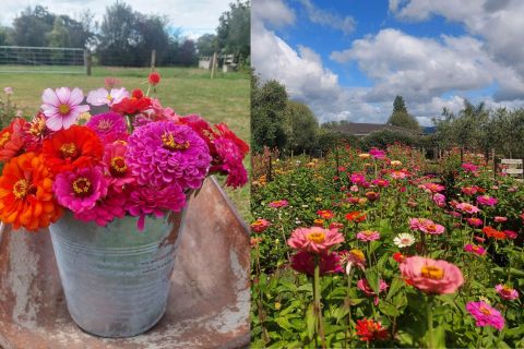 Bucket of flowers & Flowers growing