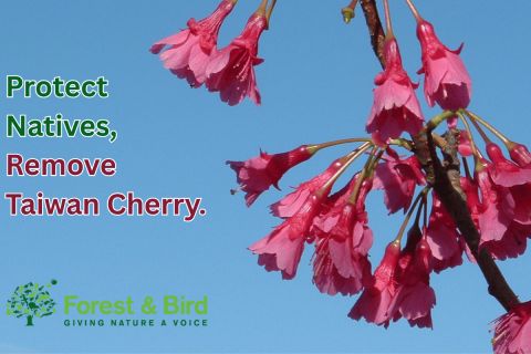 Cherry Tree Working Bee - Volunteers Needed