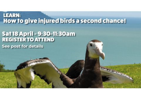  Giving Injured Birds a Second Chance