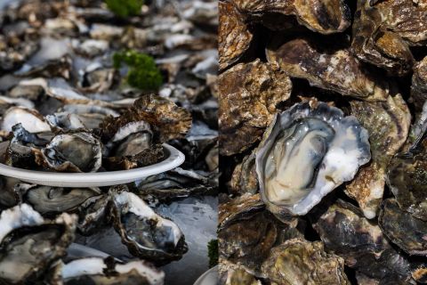Oysters - Tio Ōhiwa