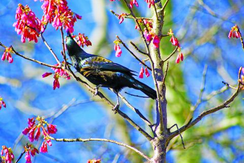 Tui in tree