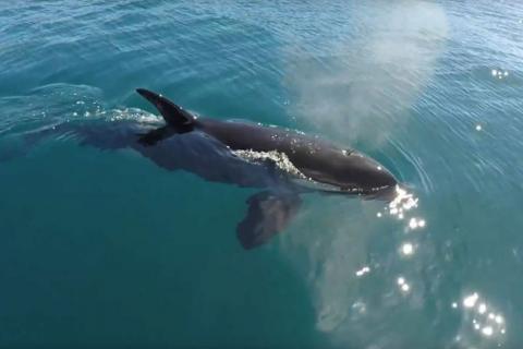 Orca near boat