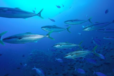 Fish