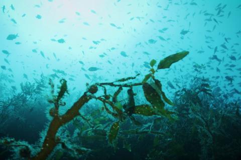 Sea life at White Island/Whakaari