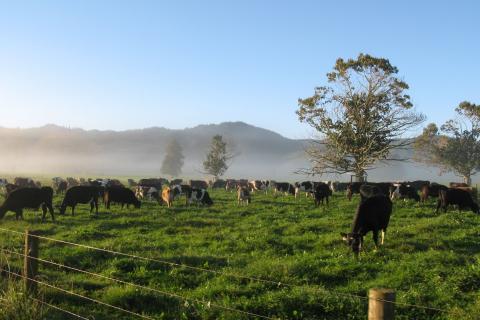 Cows in the mist