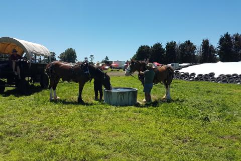 Clydesdale Horses