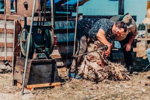 Sheep Shearing Demos
