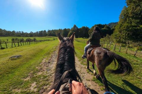 Manawa Honey - Horse Trekking - Bare Kiwi