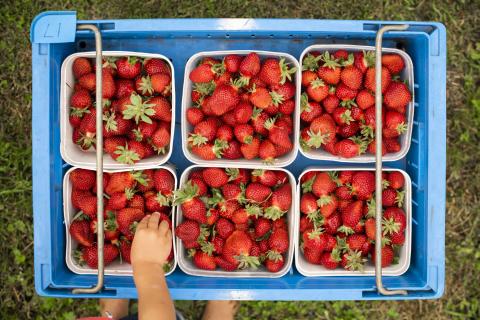 Fresh Strawberries