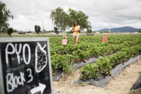 Pick your own berries