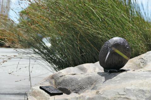 Kiwi hiding in bushes