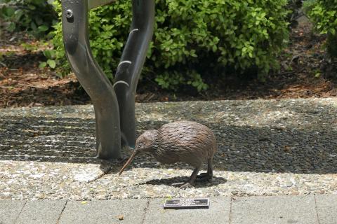 Kiwi hiding under bench