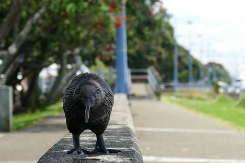 Kiwi alongside path