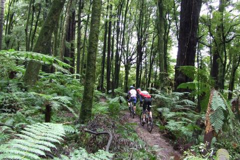 Riders on the Moerangi Track