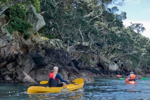 Kayaking around Pohutukawa trees