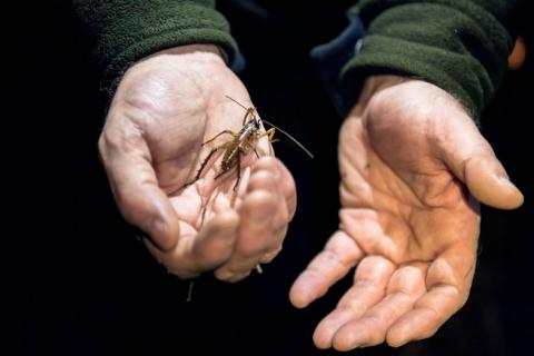 Creepy-crawly Weta. Photo: Neil R. Hutton