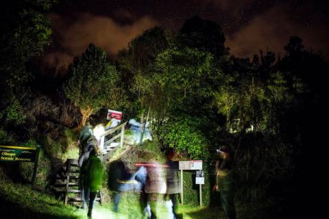 Kiwi Night Walks. Photo: Neil R. Hutton