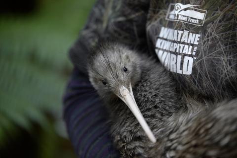 Adult mail kiwi with Kiwi Capital Logo