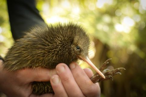 Kiwi chick in Whakatāne