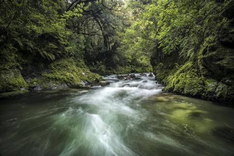 Whirinaki River