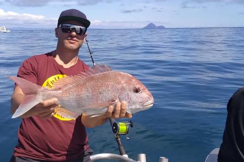 Snapper