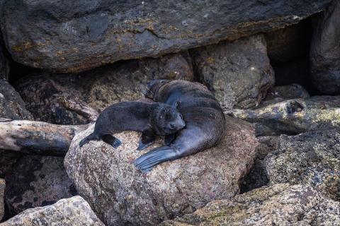 Seals on the island