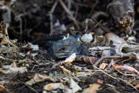 Tuatara