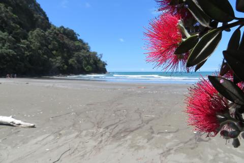 Pohutukawa at Ohope beach