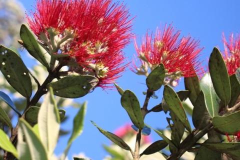 Pohutukawa