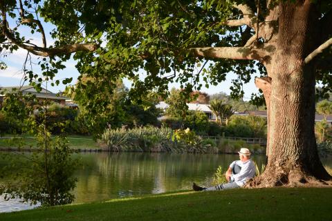 Retiree under a tree