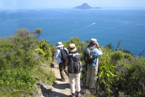 View of Moutohora from Tois Coastal section