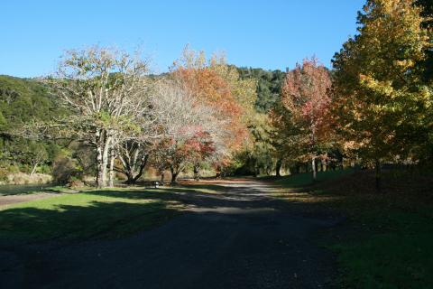 Waimana Gorge