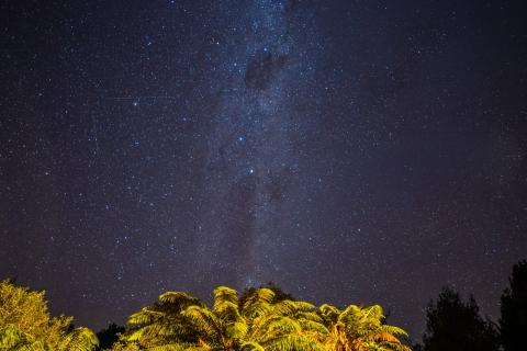 Te Urewera Treks - Bare Kiwi