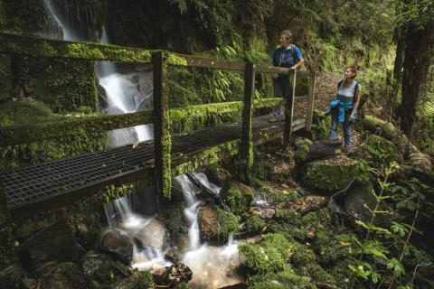 Whirinaki Waterfall Track