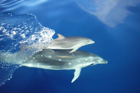 Dolphins