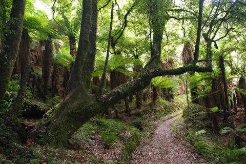 Whirinaki Forest