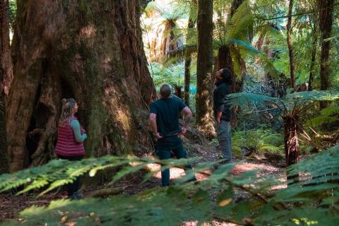 Whirinaki Forest Footsteps - Bare Kiwi