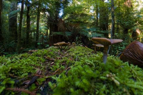 Whirinaki Forest Footsteps - Bare Kiwi